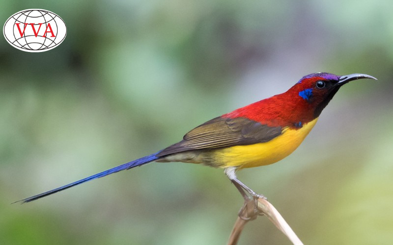 Hình 1: Chim hút mật 